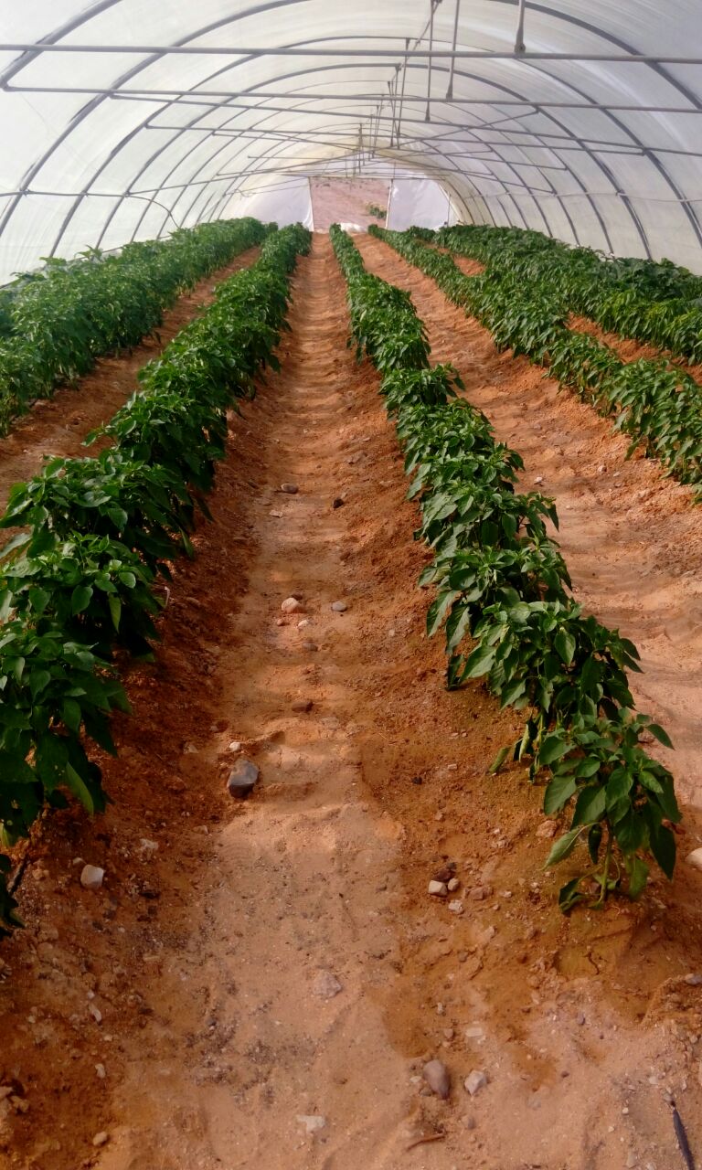 Hydroponic delivery pilot growing leafy vegetables on Felaha water